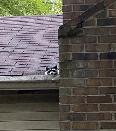 A raccoon poking its head out from a gutter next to a chimney